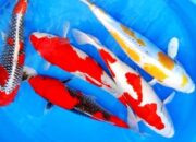 Jangan Abai, Ini Dia Ciri Ikan Stres yang Harus Dikenali