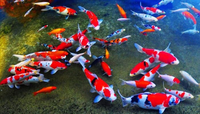 5 Jenis Makanan Ikan Koi yang Baik untuk Perkembangannya