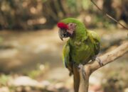 Makanan Burung Nuri yang Dapat Dijadikan Alternatif Pilihan