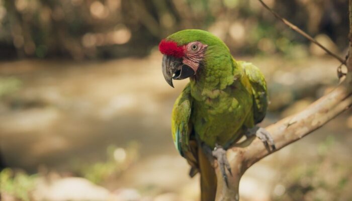Makanan Burung Nuri yang Dapat Dijadikan Alternatif Pilihan