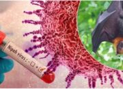 Bikin Geger! Virus Nipah, Waspadai Penyebab dan Gejalanya     