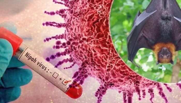 Bikin Geger! Virus Nipah, Waspadai Penyebab dan Gejalanya     