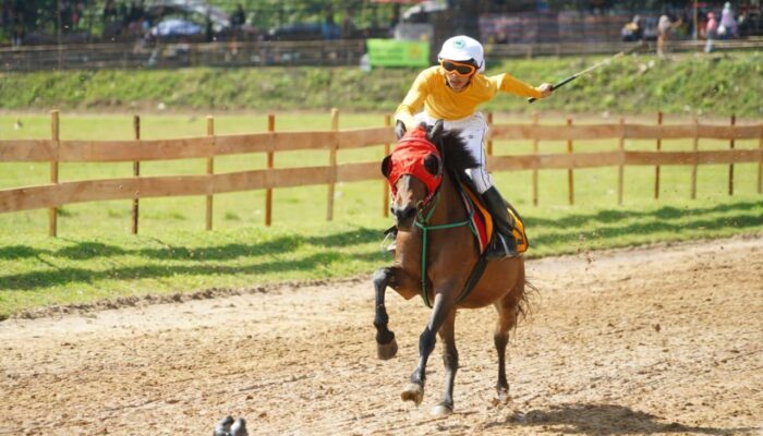 Digeber 2 Hari, 93 Ekor Kuda Ikuti Pacu Kuda Tanah Datar Wirabraja Open Race dan Tradisional 2026
