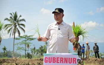 Sumbar Siaga Kekeringan: Mahyeldi Turun ke Sawah, Targetkan Panen Raya Agustus