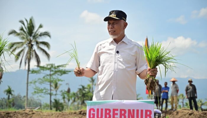 Sumbar Siaga Kekeringan: Mahyeldi Turun ke Sawah, Targetkan Panen Raya Agustus