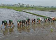 Antisipasi El Nino 2026, Pemko Payakumbuh Percepat Tanam Padi Serentak di 5 Kecamatan