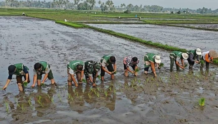 Antisipasi El Nino 2026, Pemko Payakumbuh Percepat Tanam Padi Serentak di 5 Kecamatan