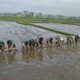 Antisipasi El Nino 2026, Pemko Payakumbuh Percepat Tanam Padi Serentak di 5 Kecamatan