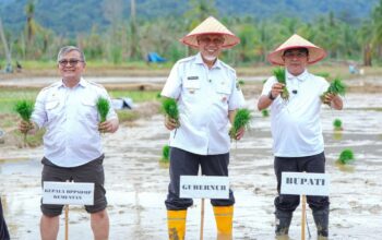 3.902 Hektare Lahan Terdampak Bencana di Sumbar Selesai Direhabilitasi, Petani Siap Tanam Serentak