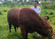 Sapi Kurban Presiden 882 Kg di Solok Selatan, Simental Raksasa Milik Joni Lolos Seleksi Istana