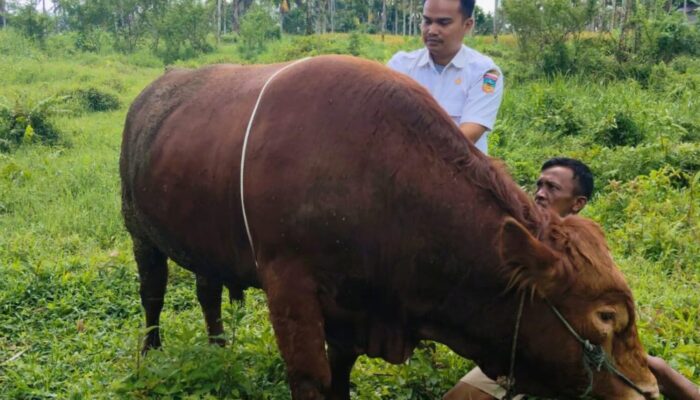 Sapi Kurban Presiden 882 Kg di Solok Selatan, Simental Raksasa Milik Joni Lolos Seleksi Istana