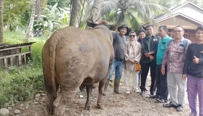Prabowo Kirim Sapi Hampir 1 Ton ke Padang Pariaman, Masjid Ilham Kuranji Hulu Jadi Lokasi Sembelih