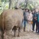 Sapi Raksasa 960 Kg Milik Peternak Lokal Padang Pariaman Dipilih Presiden Prabowo untuk Kurban Iduladha 2026
