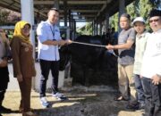 Ada Sapi Presiden! Pemkab Dharmasraya Sebar 26 Hewan Kurban ke 22 Nagari via Sistem Undian