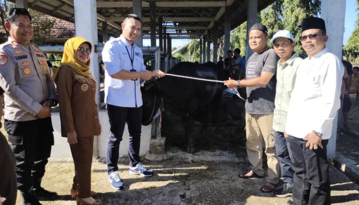 Ada Sapi Presiden! Pemkab Dharmasraya Sebar 26 Hewan Kurban ke 22 Nagari via Sistem Undian