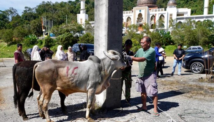 Pemko Padang Panjang Sembelih 9 Sapi Kurban di Islamic Centre, 500 Kupon Daging Dibagikan