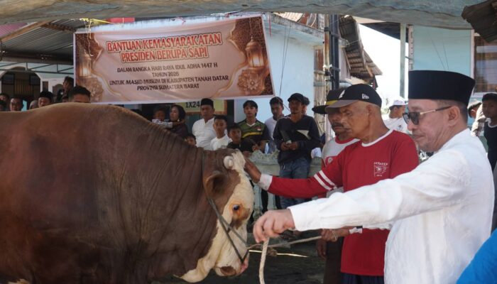 Disembelih di Koto Baru, Sapi Simental Presiden Beratnya 1,2 Ton!