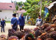 Harga TBS Sawit Dharmasraya Turun Rp1.100, Bupati Annisa Peringatkan 7 Pabrik Nakal