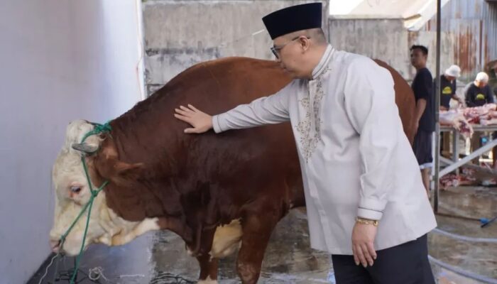 Wako Hendri Arnis Serahkan Sapi Kurban Bantuan Presiden di Masjid Muhammad Noer