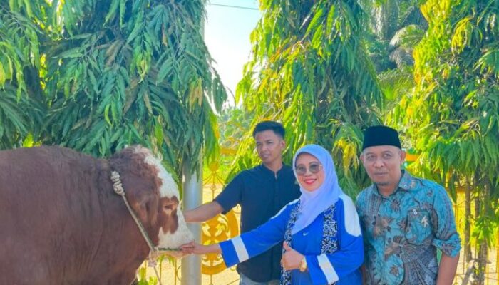 Wabup Leli Arni Serahkan Sapi Kurban Presiden 1,1 Ton untuk Warga Sungai Kambut Dharmasraya