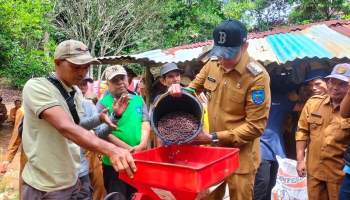 Harapan Baru dari Balai Batu Sandaran, Kopi Robusta Sawahlunto Siap Mendunia