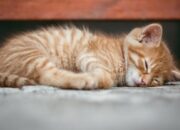 Demam Pada Kucing: Gejala, Penyebab, dan Penanganan