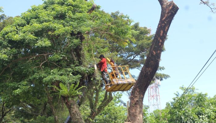 Antisipasi Cuaca Ekstrem, DLH Padang Babat Dahan Pohon Rawan Tumbang!