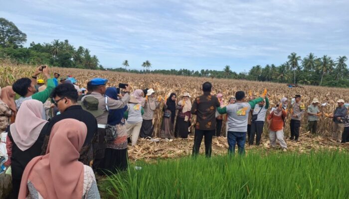 Gara-Gara Benih Pioneer 32, Sawah Rusak di Koto Tangah Kini Jadi Hamparan Jagung