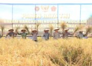 Panen Raya Sawah Solok, Wawako Suryadi dan Kodim 0309 Dongkrak Ketahanan Pangan
