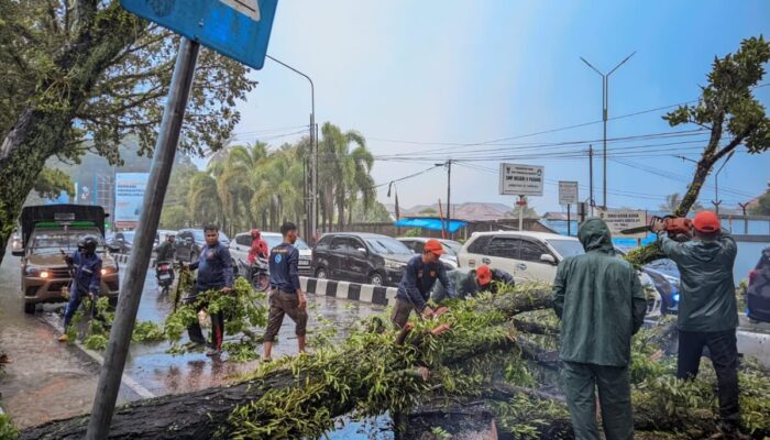 Pohon Mahoni 15 Meter Tumbang di Sawahan, TRC Satpol PP Padang Gerak Cepat Sapu Bersih Blokade Jalan!