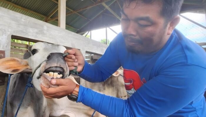 Sapi Betina Jadi Incaran Utama! Pemko Padang Sediakan 700 Dosis Vaksin PMK Gratis