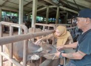 Antisipasi PMK, Pemko Padang Fasilitasi 700 Dosis Vaksin Ternak Gratis