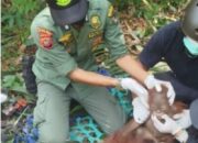 BKSDA Kalbar Selamatkan 3 Orangutan dari Ketapang, Dilepasliarkan ke Taman Nasional Gunung Palung
