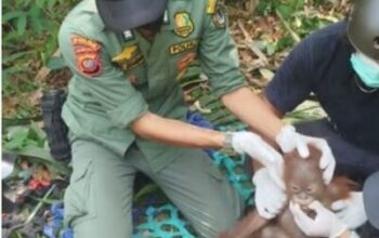 BKSDA Kalbar Selamatkan 3 Orangutan dari Ketapang, Dilepasliarkan ke Taman Nasional Gunung Palung