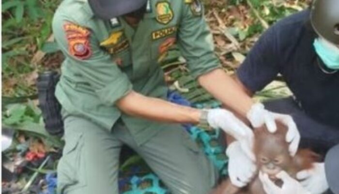 BKSDA Kalbar Selamatkan 3 Orangutan dari Ketapang, Dilepasliarkan ke Taman Nasional Gunung Palung