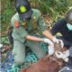 BKSDA Kalbar Selamatkan 3 Orangutan dari Ketapang, Dilepasliarkan ke Taman Nasional Gunung Palung