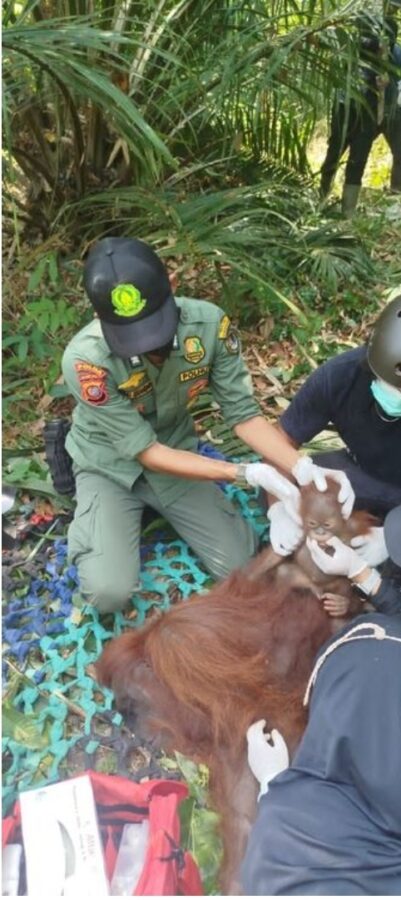 BKSDA Kalbar Selamatkan 3 Orangutan dari Ketapang, Dilepasliarkan ke Taman Nasional Gunung Palung