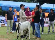 Kontes Kambing Etawa Payakumbuh 2026: Strategi Wako Zulmaeta Dongkrak Ekonom