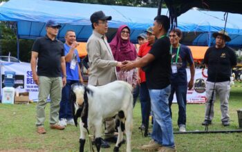 Kontes Kambing Etawa Payakumbuh 2026: Strategi Wako Zulmaeta Dongkrak Ekonom