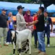 Kontes Kambing Etawa Payakumbuh 2026: Strategi Wako Zulmaeta Dongkrak Ekonom
