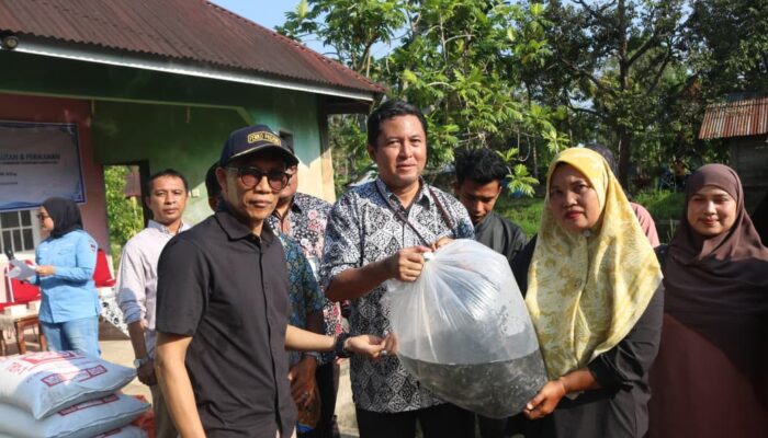 100% Pulih, KKP Sebar 101 Ribu Benih Lele untuk Korban Bencana di Koto Tangah