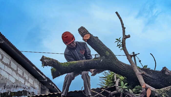 Update Banjir Padang: Pohon Tumbang, 74 Titik Dilanda Banjir, Bukit Lampu hingga Batu Busuk Longsor