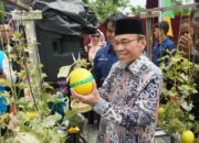 PLN Dukung Urban Farming Padang, Produksi Melon Mego Hydrofarm Capai 1,1 Ton per Bulan