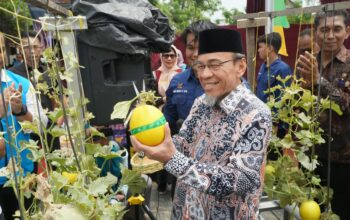 PLN Dukung Urban Farming Padang, Produksi Melon Mego Hydrofarm Capai 1,1 Ton per Bulan