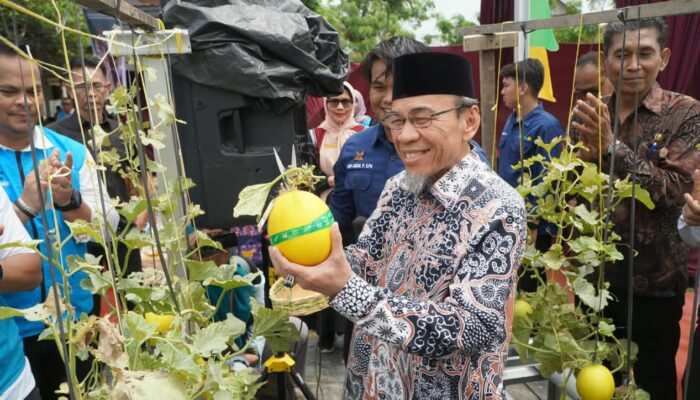 PLN Dukung Urban Farming Padang, Produksi Melon Mego Hydrofarm Capai 1,1 Ton per Bulan