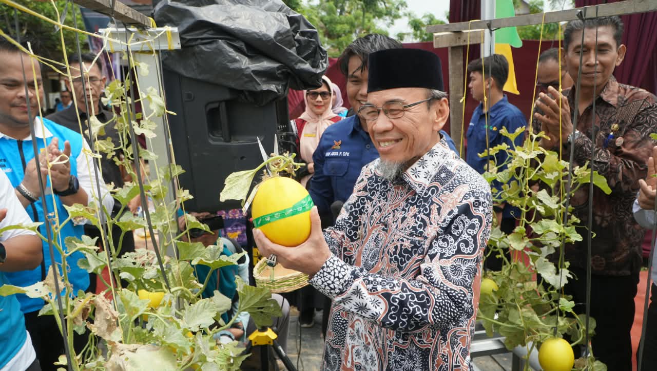 PLN Dukung Urban Farming Padang, Produksi Melon Mego Hydrofarm Capai 1,1 Ton per Bulan