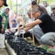 Petani Berdasi Mulai Bergerak, ASN Payakumbuh Jadi Pionir Ketahanan Pangan