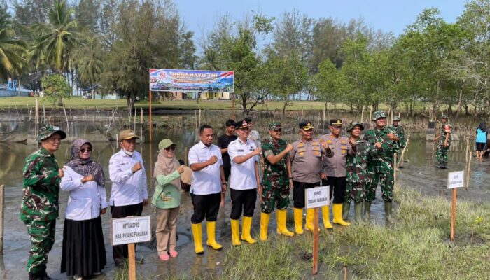 TNI Tanam 1.000 Mangrove di Pesisir Padang Pariaman Bentengi Pantai Batang Gasan