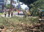 Pohon Cemara Raksasa Tumbang di Jalan Adinegoro, Lalu Lintas Padang Tersendat