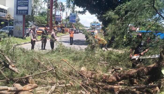 Pohon Cemara Raksasa Tumbang di Jalan Adinegoro, Lalu Lintas Padang Tersendat